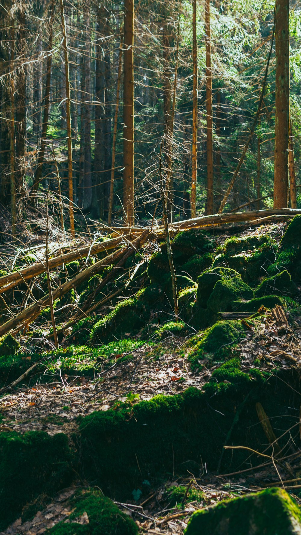 a forest filled with lots of green moss covered trees