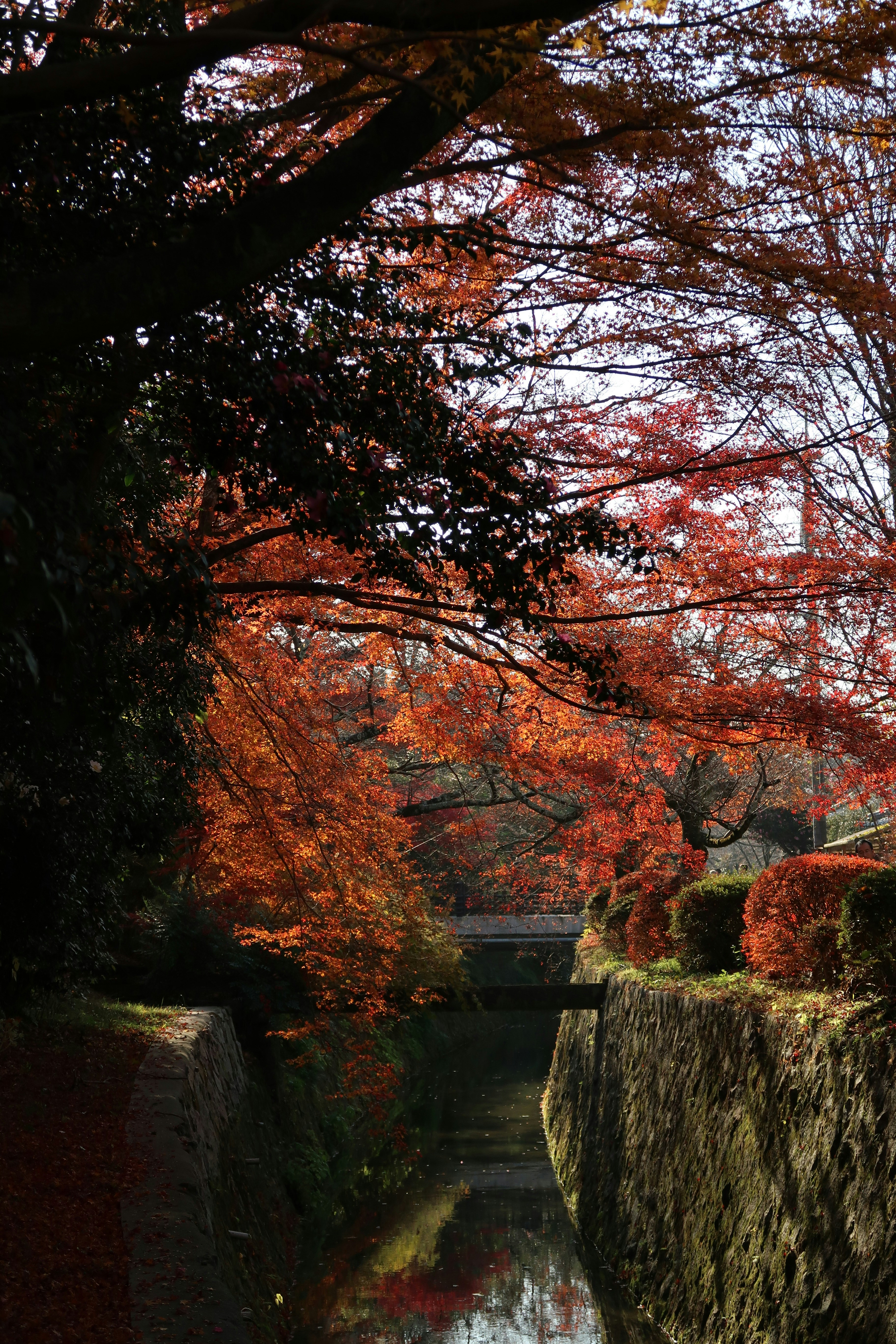 a river running through a lush green forest