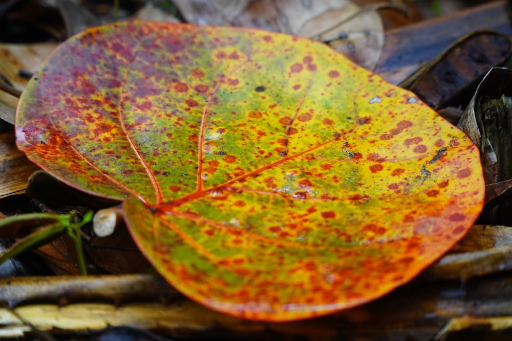 a close up of a leaf on the ground