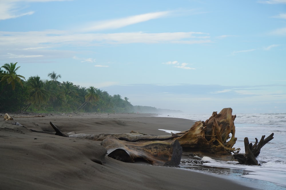 a tree that is laying in the sand