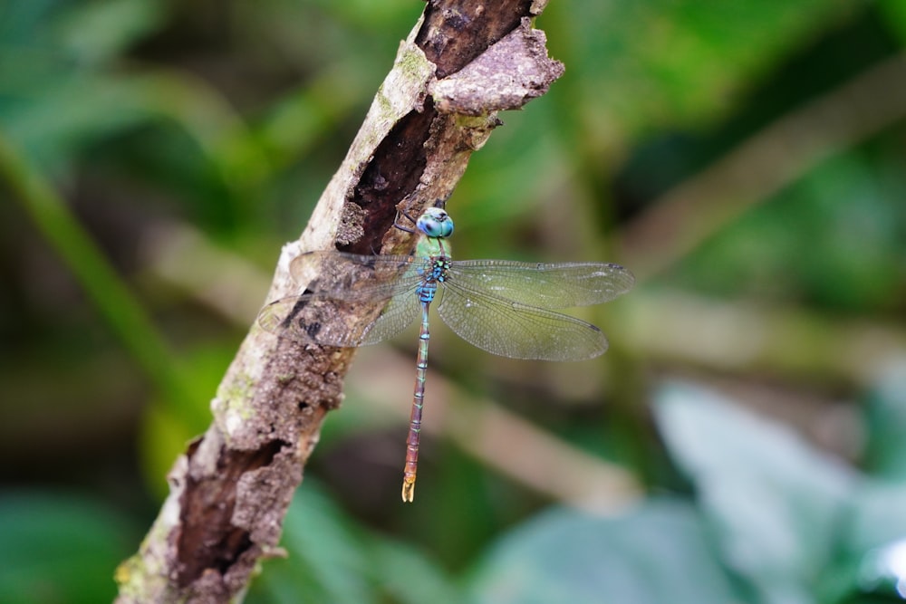 a blue and yellow dragonfly resting on a branch