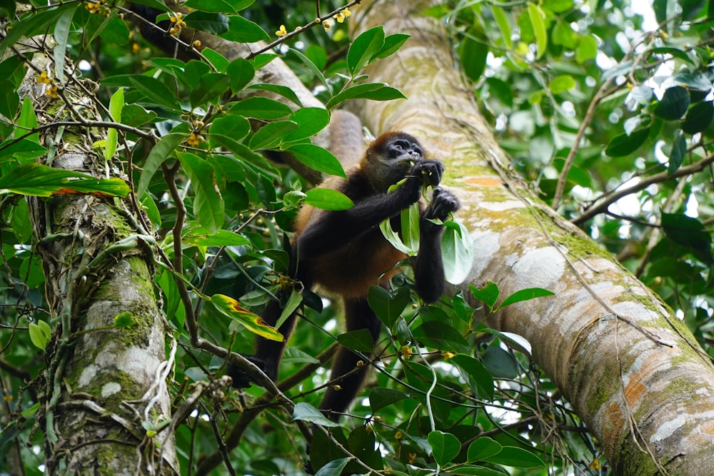 a monkey hanging on to a tree branch
