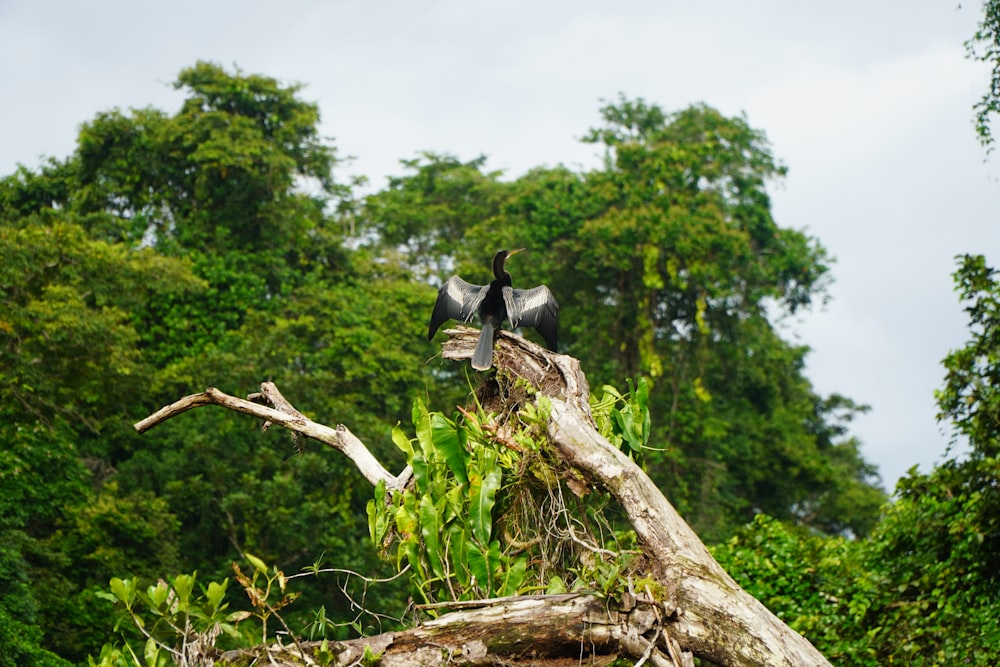 a bird sitting on top of a tree branch