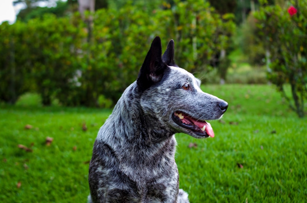 a dog sitting in the grass with its tongue out