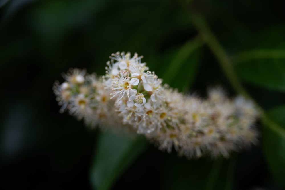 Eine Nahaufnahme einiger weißer Blumen an einem Baum