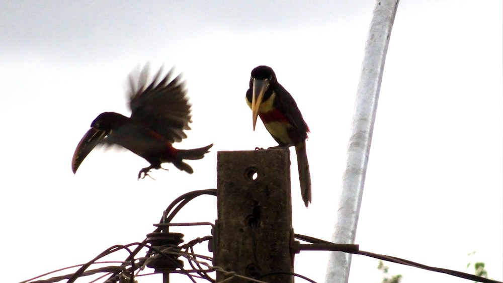 um par de pássaros que estão sentados em um poste