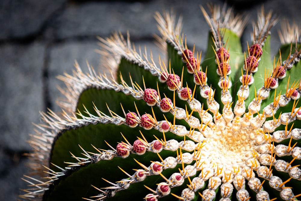 a close up view of a cactus flower