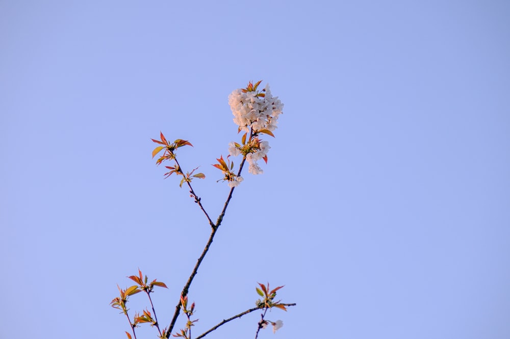 a tree branch with white flowers against a blue sky