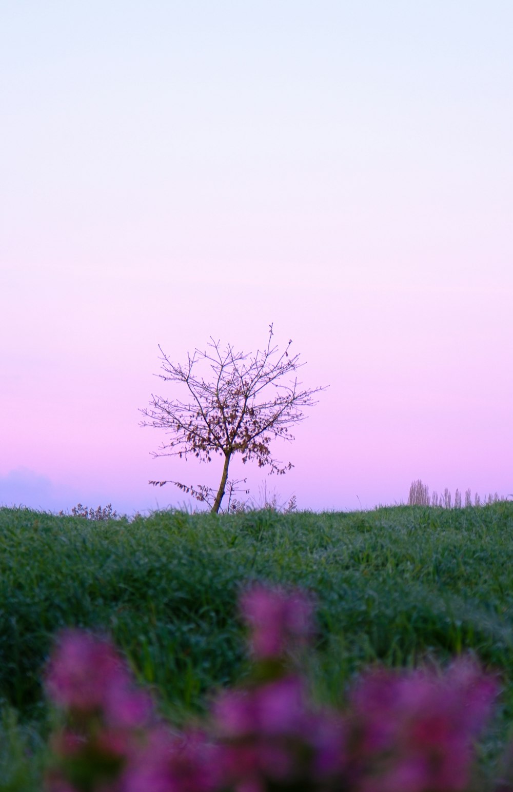 a lone tree in the middle of a grassy field