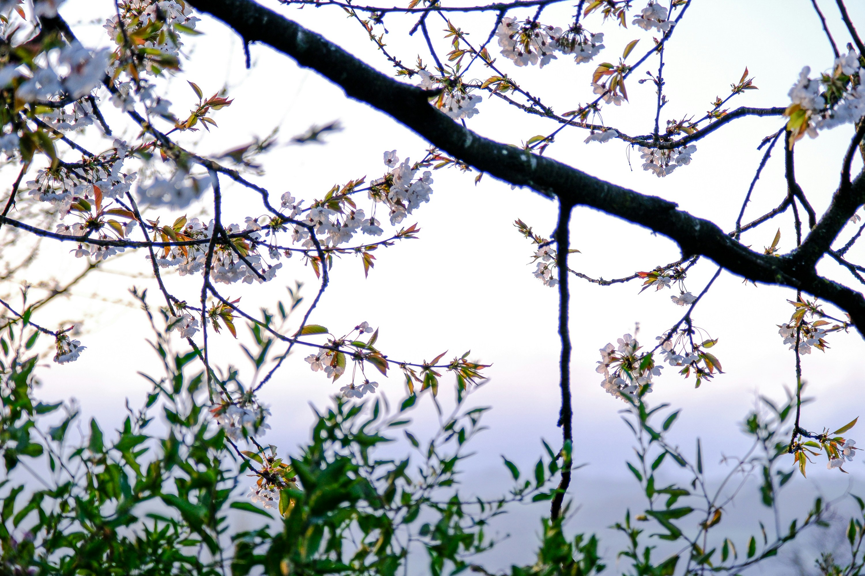 Photo by cestmoisheedy