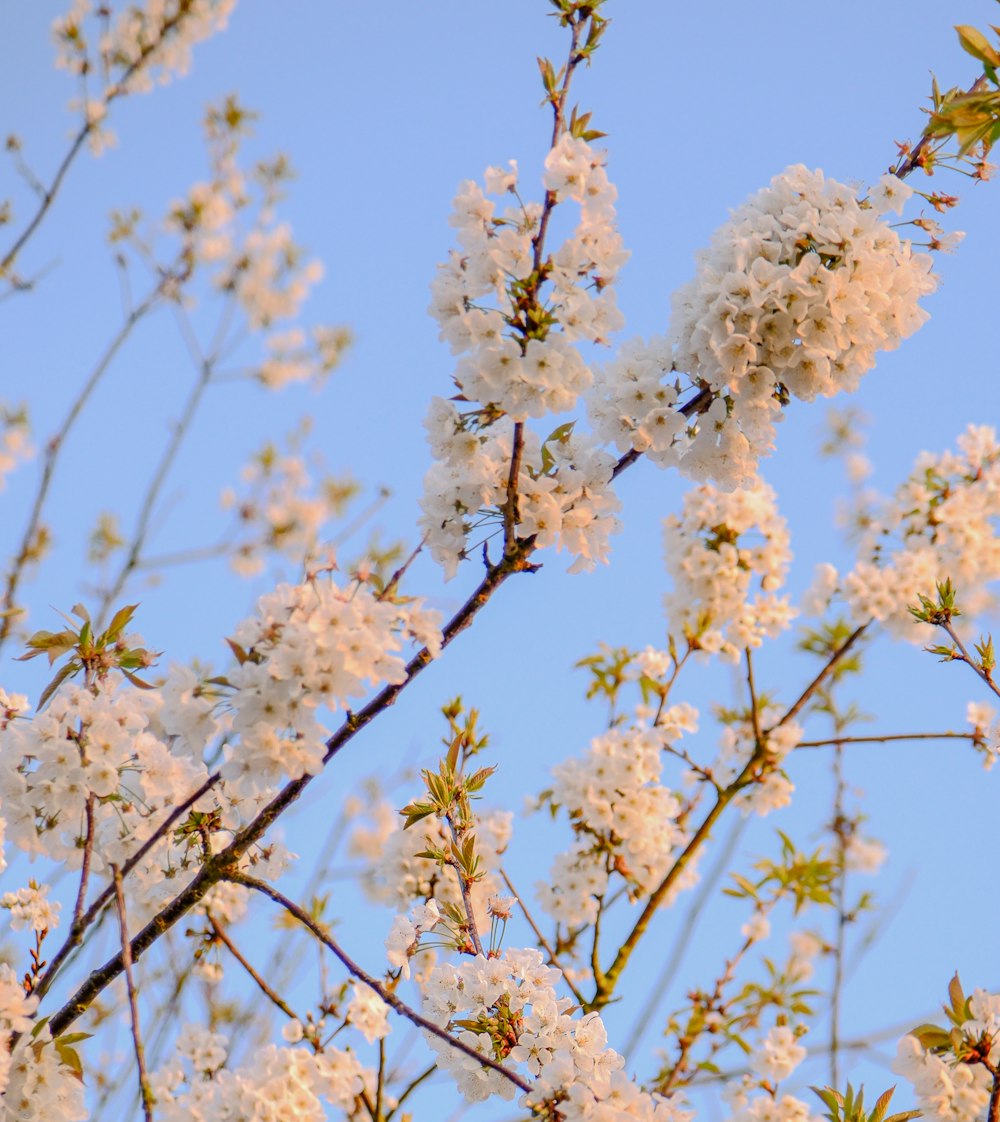 a tree with white flowers and a blue sky in the background