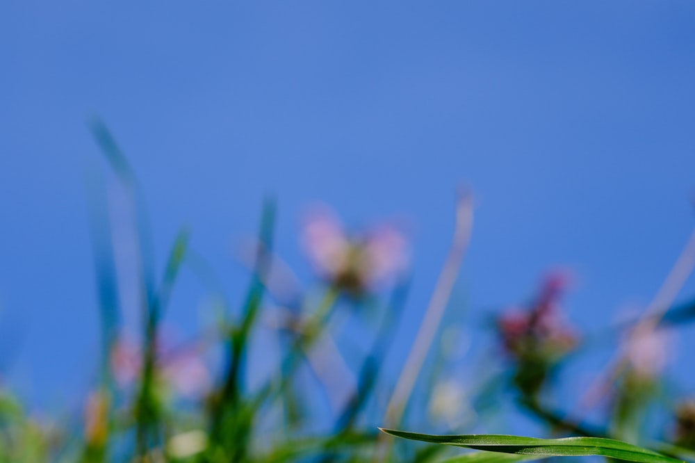 a blurry photo of a green plant with pink flowers