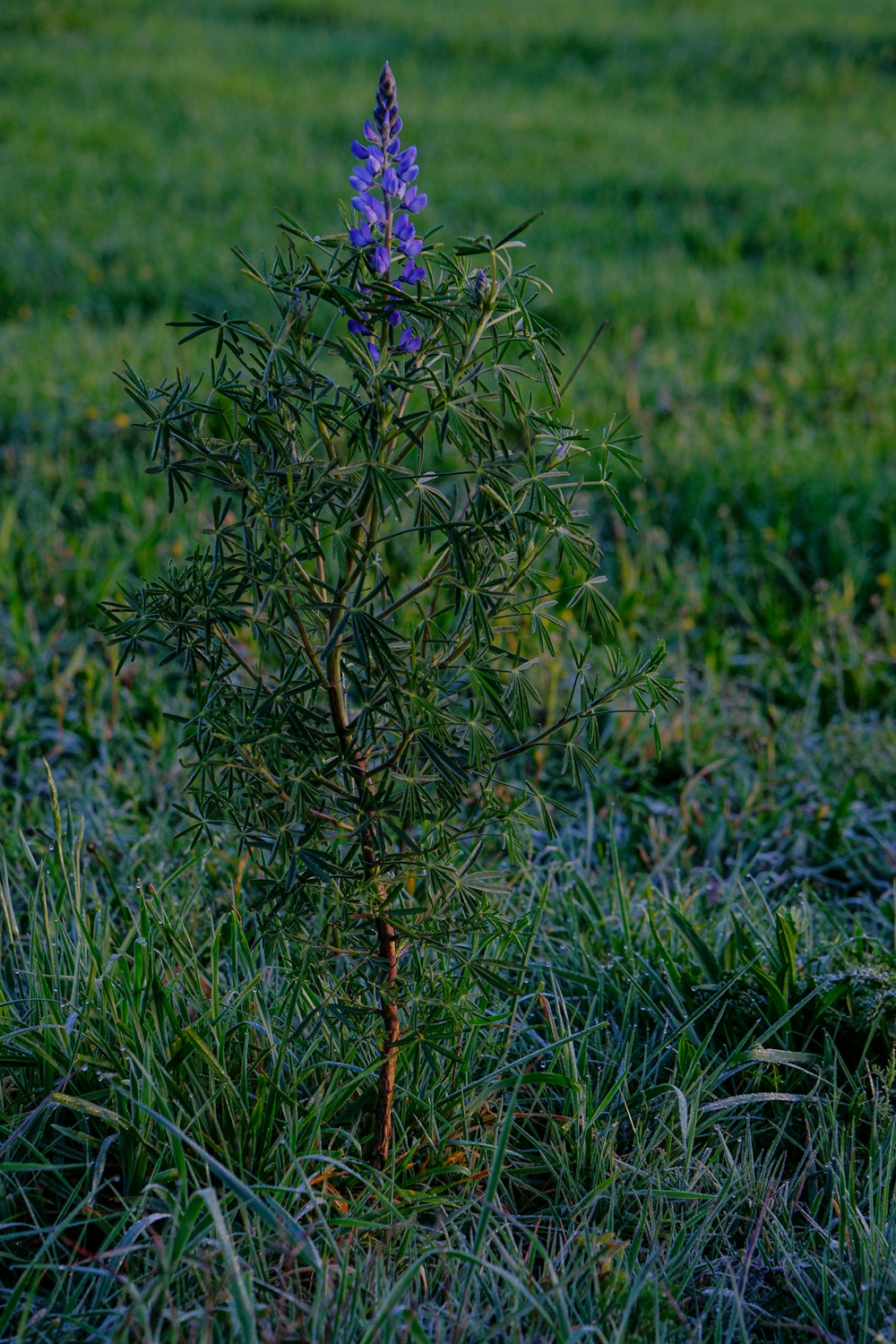 a lone purple flower in a grassy field