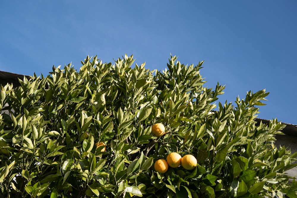 an orange tree with oranges growing on it