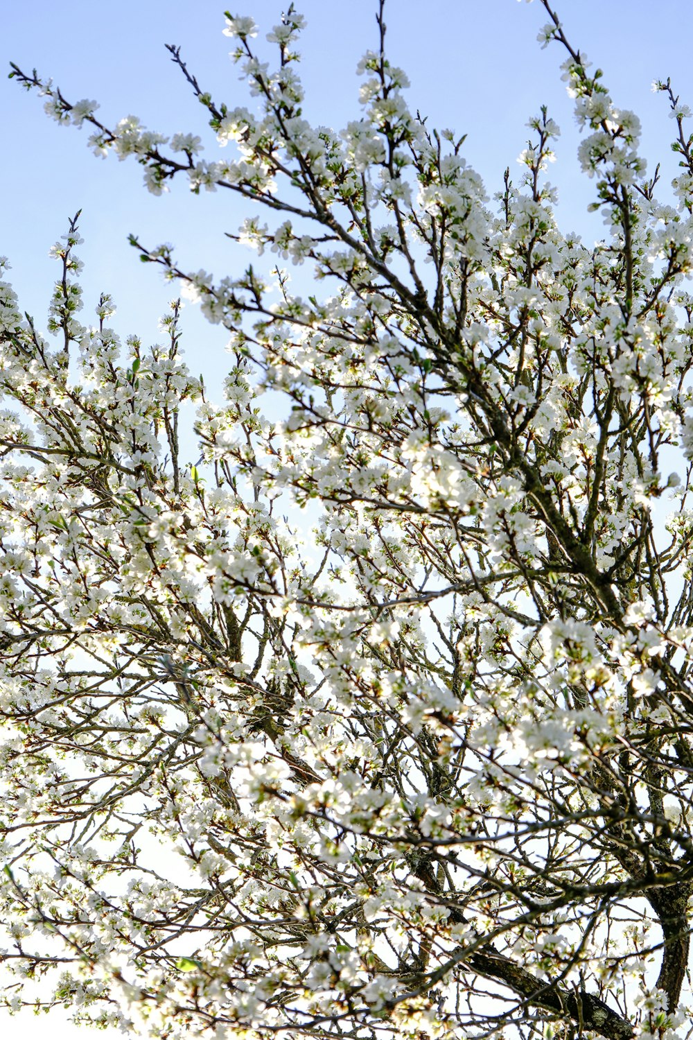 a tree with lots of white flowers on it