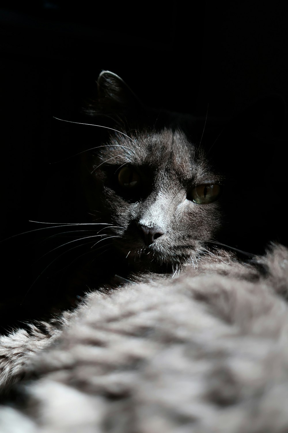 Eine Nahaufnahme einer Katze im Dunkeln