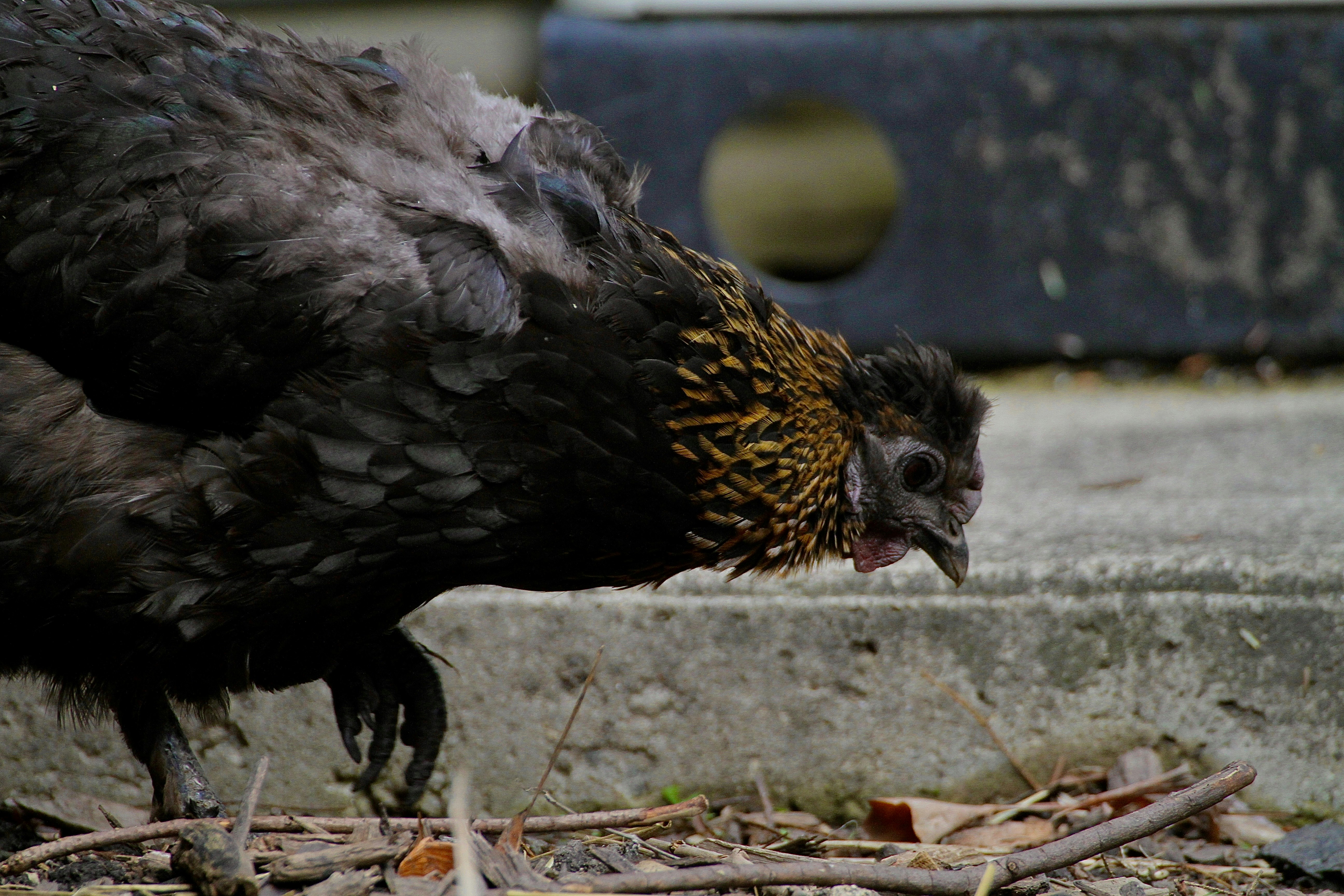 Black chicken walking