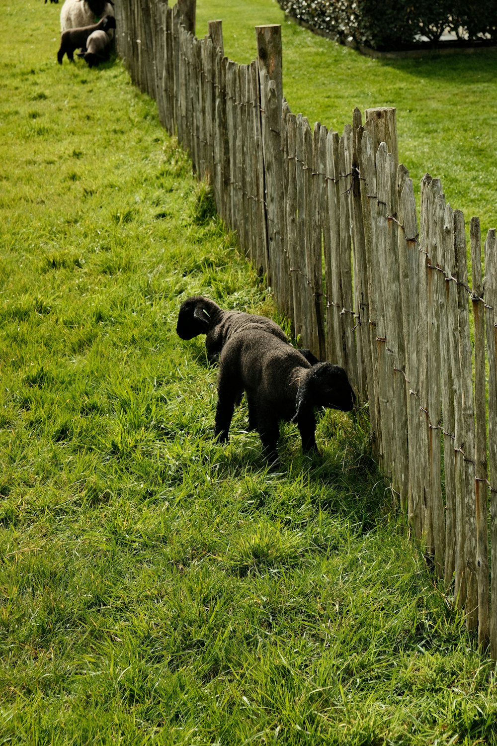 a black dog standing next to a wooden fence