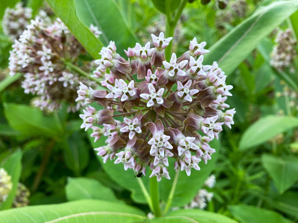 a close up of a purple and white flower