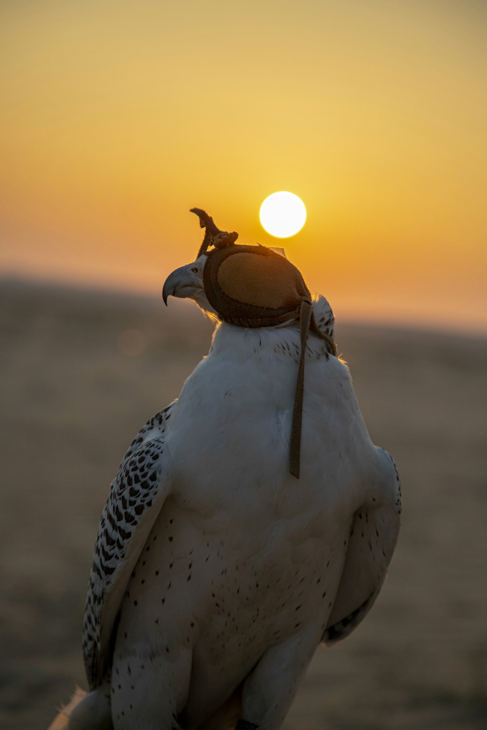 a white bird with a black head and a yellow sun in the background