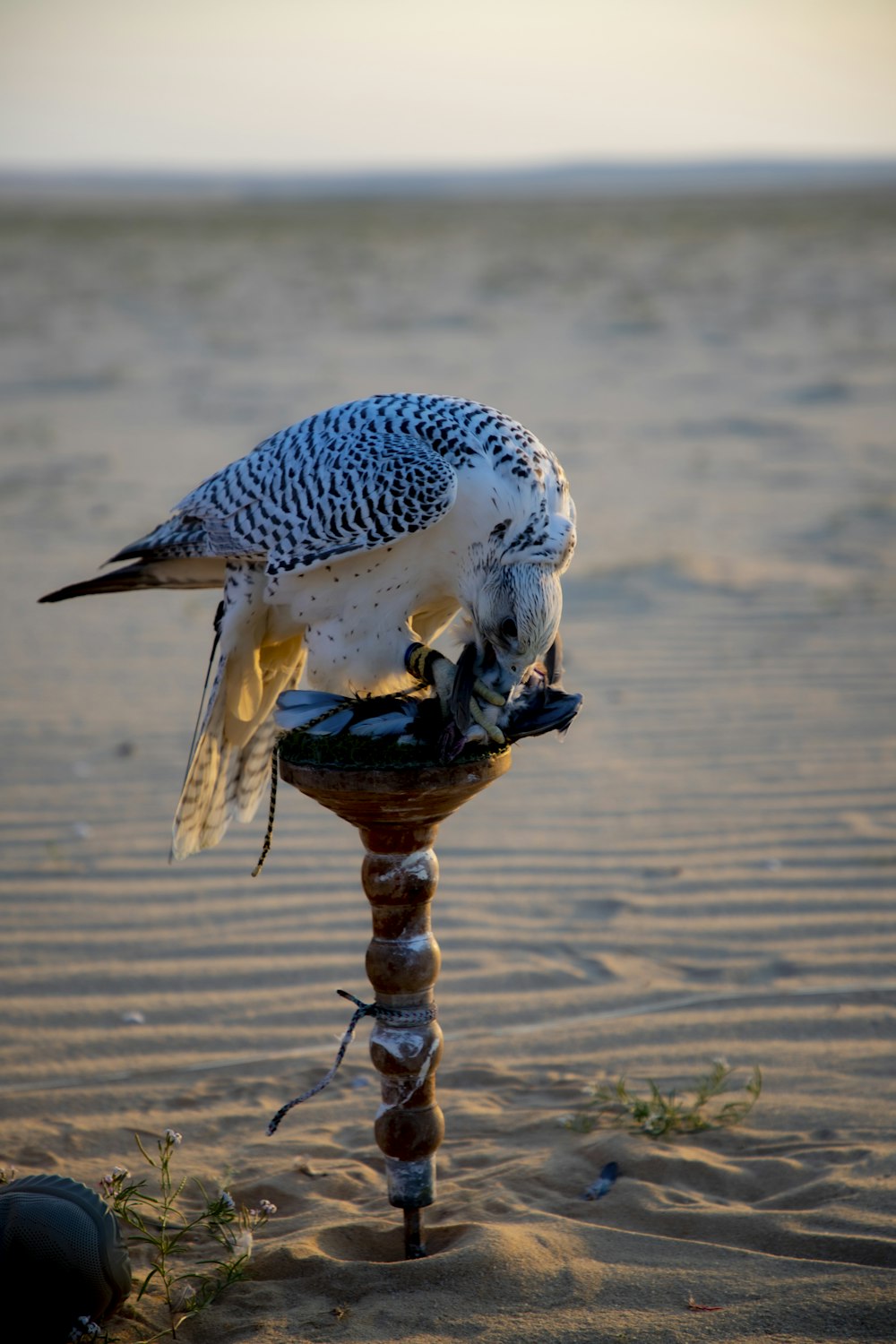 a bird sitting on top of a wooden pole in the sand