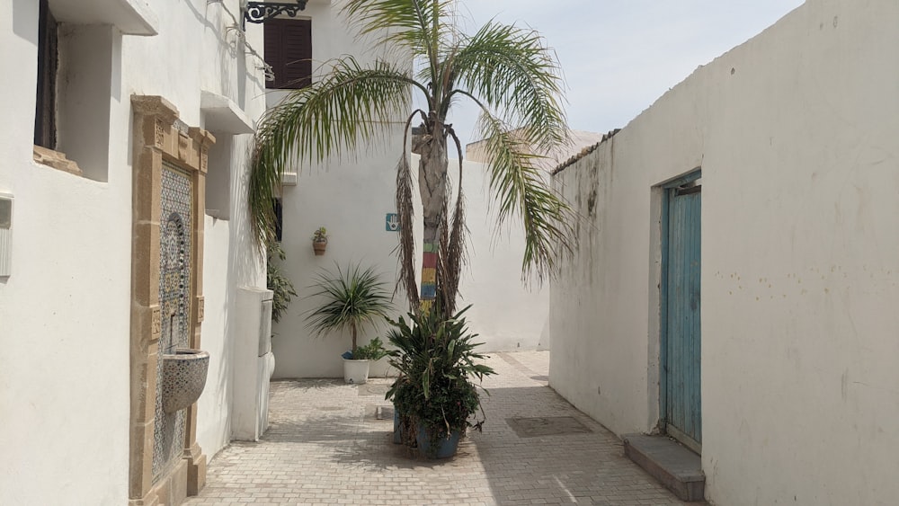 a narrow street with a palm tree in the middle of it