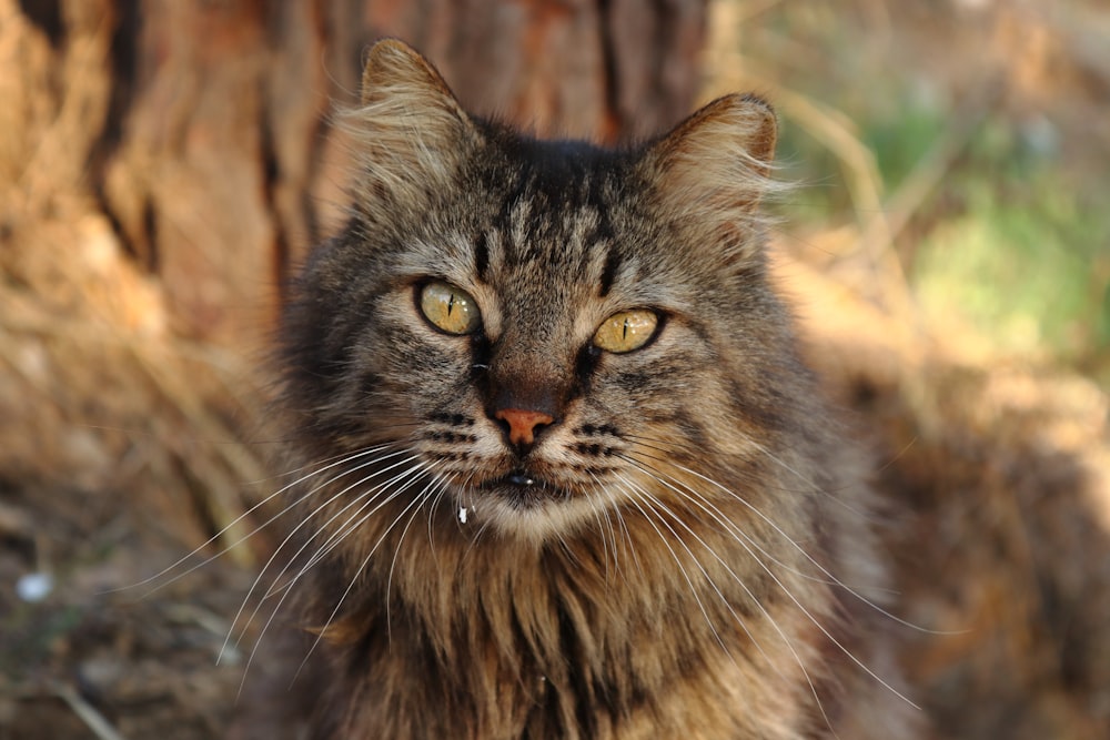 a close up of a cat near a tree