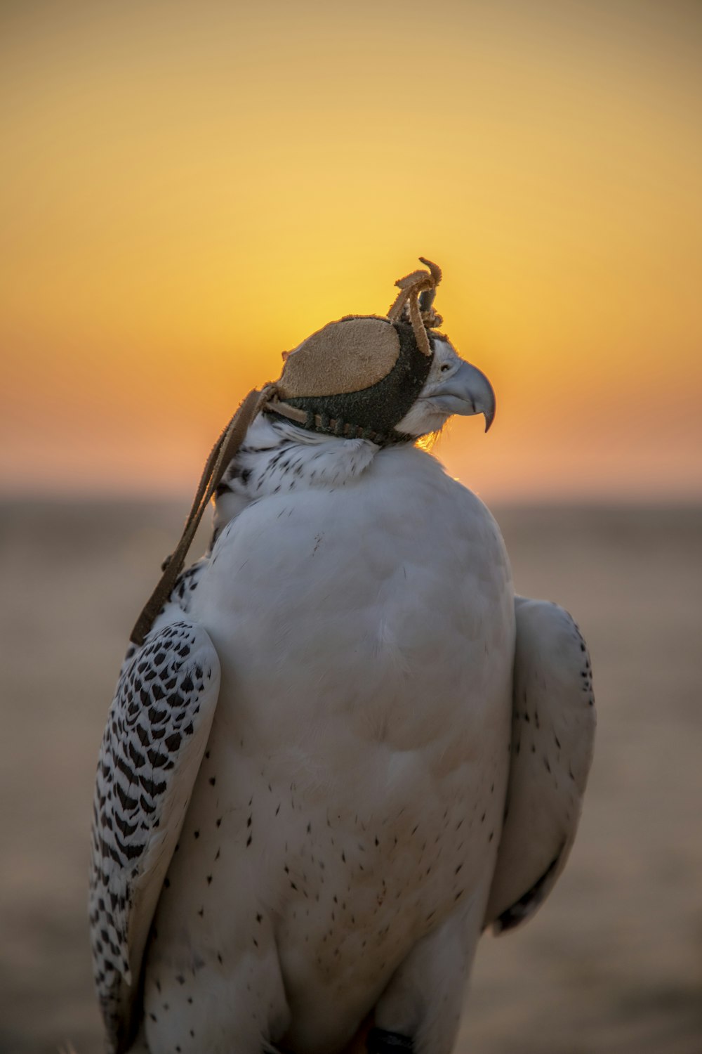 a large white bird with a hat on it's head