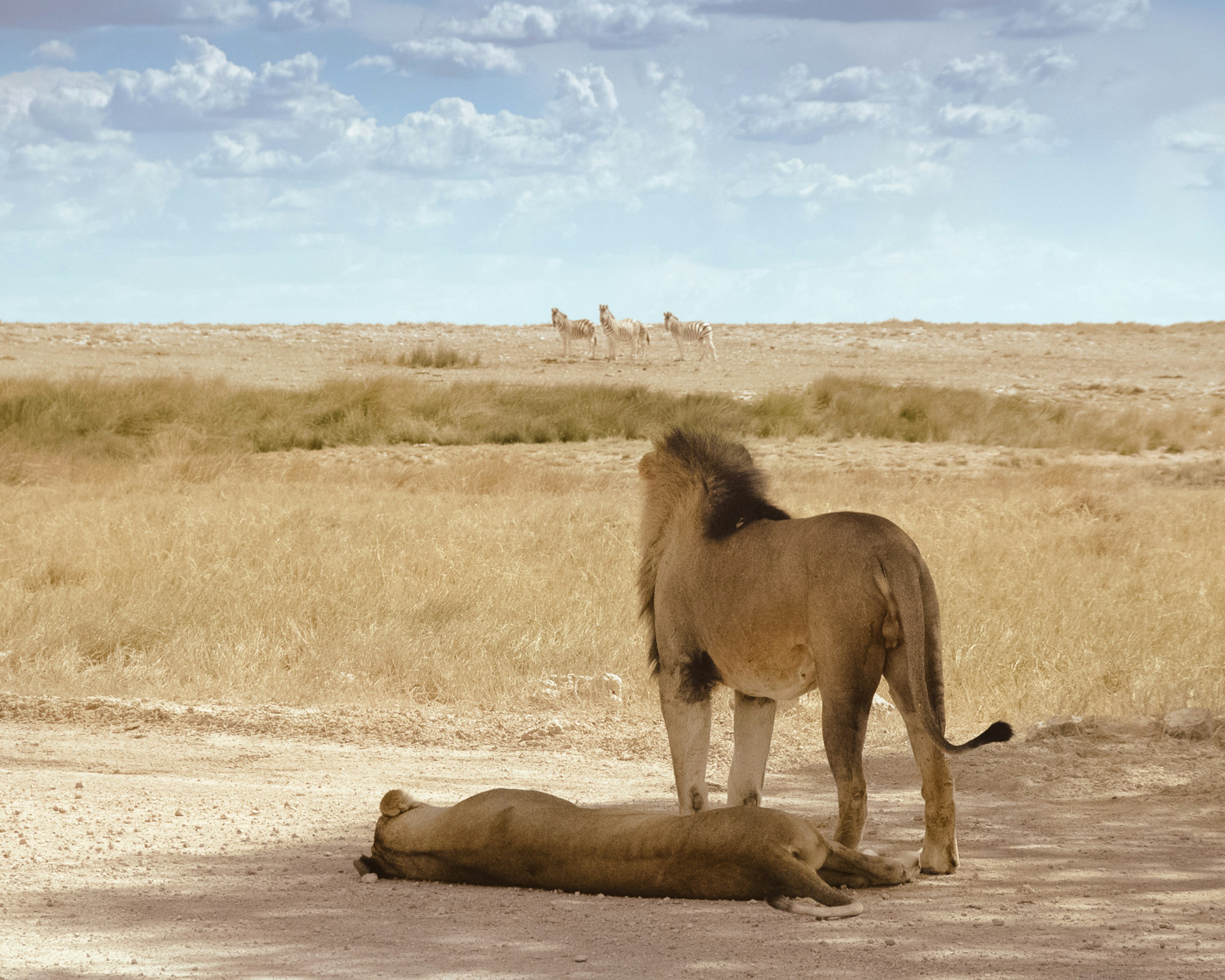 Territorial Titans: Ruling Vast Kingdoms (image credits: unsplash)