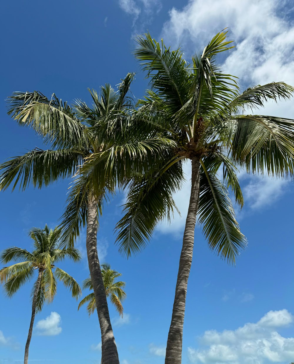 a couple of palm trees sitting on top of a beach