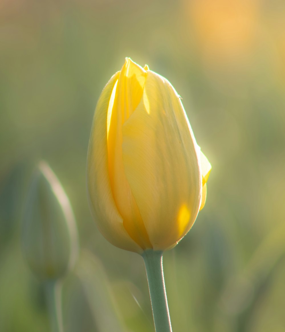 un singolo tulipano giallo con uno sfondo sfocato