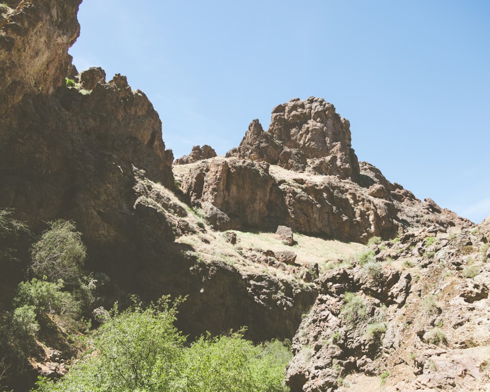 a rocky landscape with a few trees and bushes