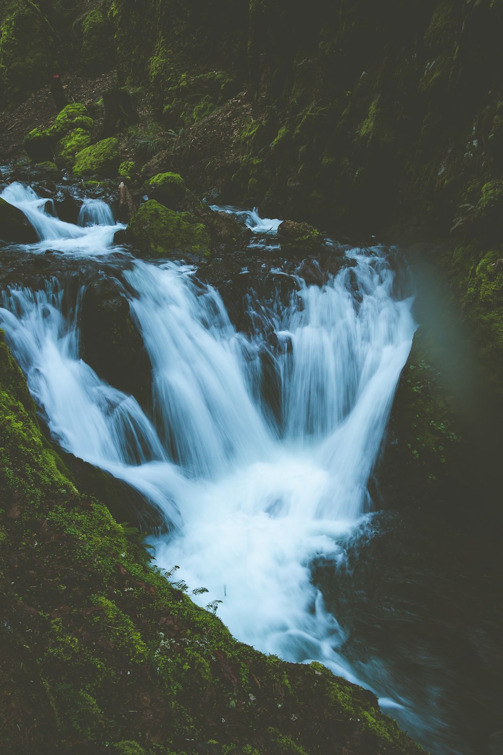 a stream of water running through a lush green forest