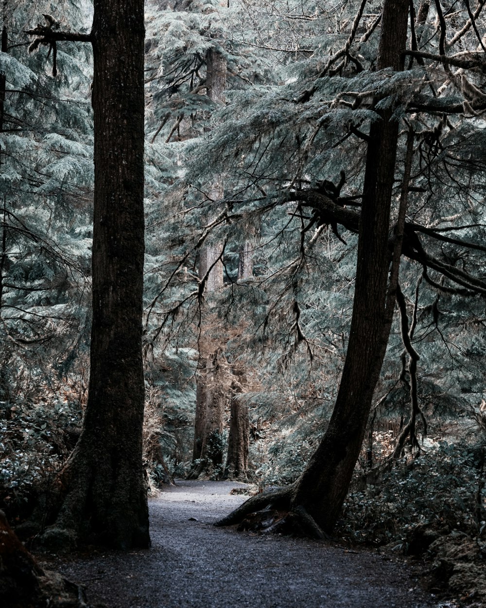 a path through a forest with lots of trees