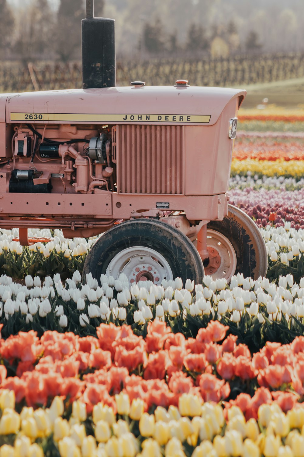 un trattore in un campo di tulipani e altri fiori