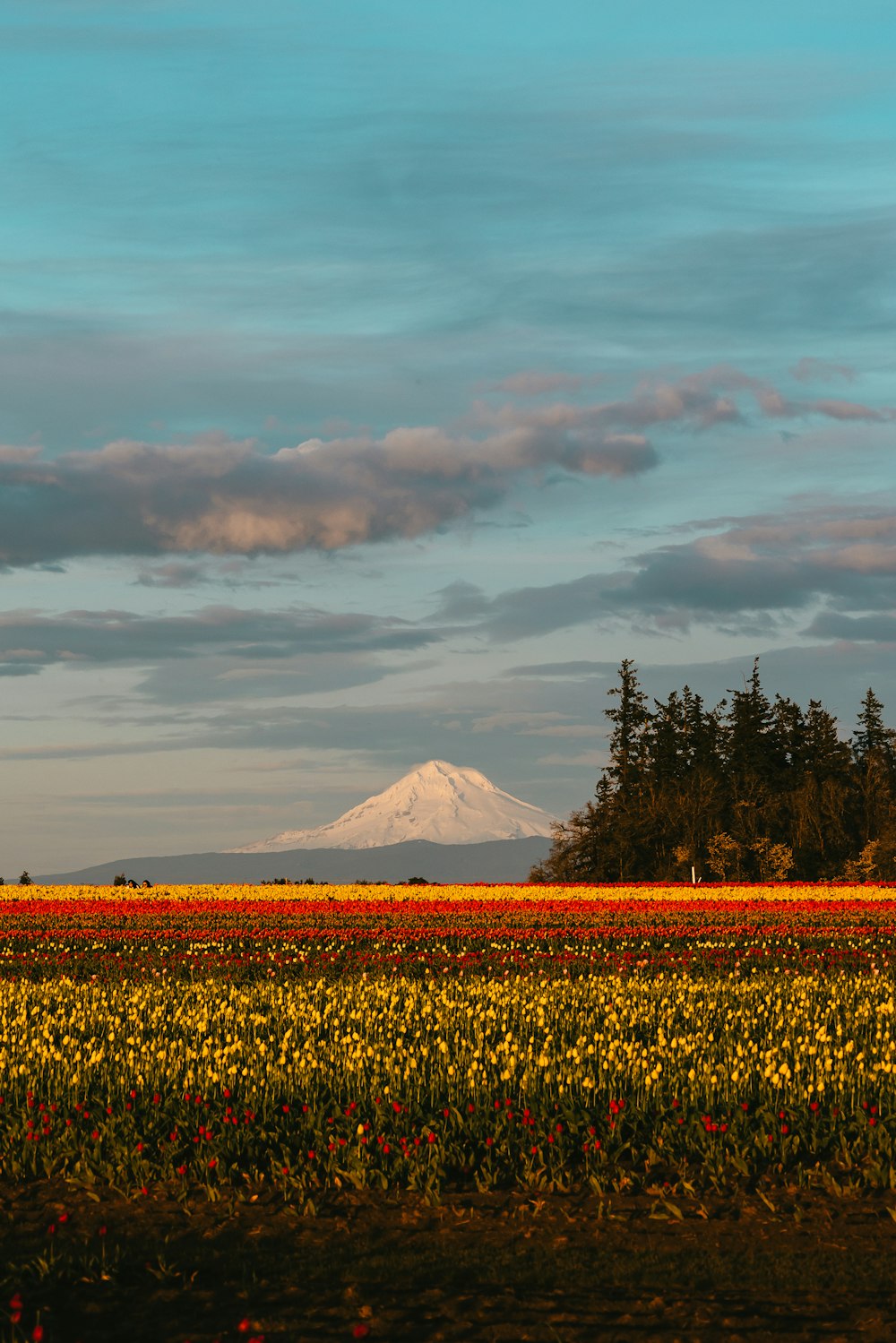 a field of flowers with a mountain in the background