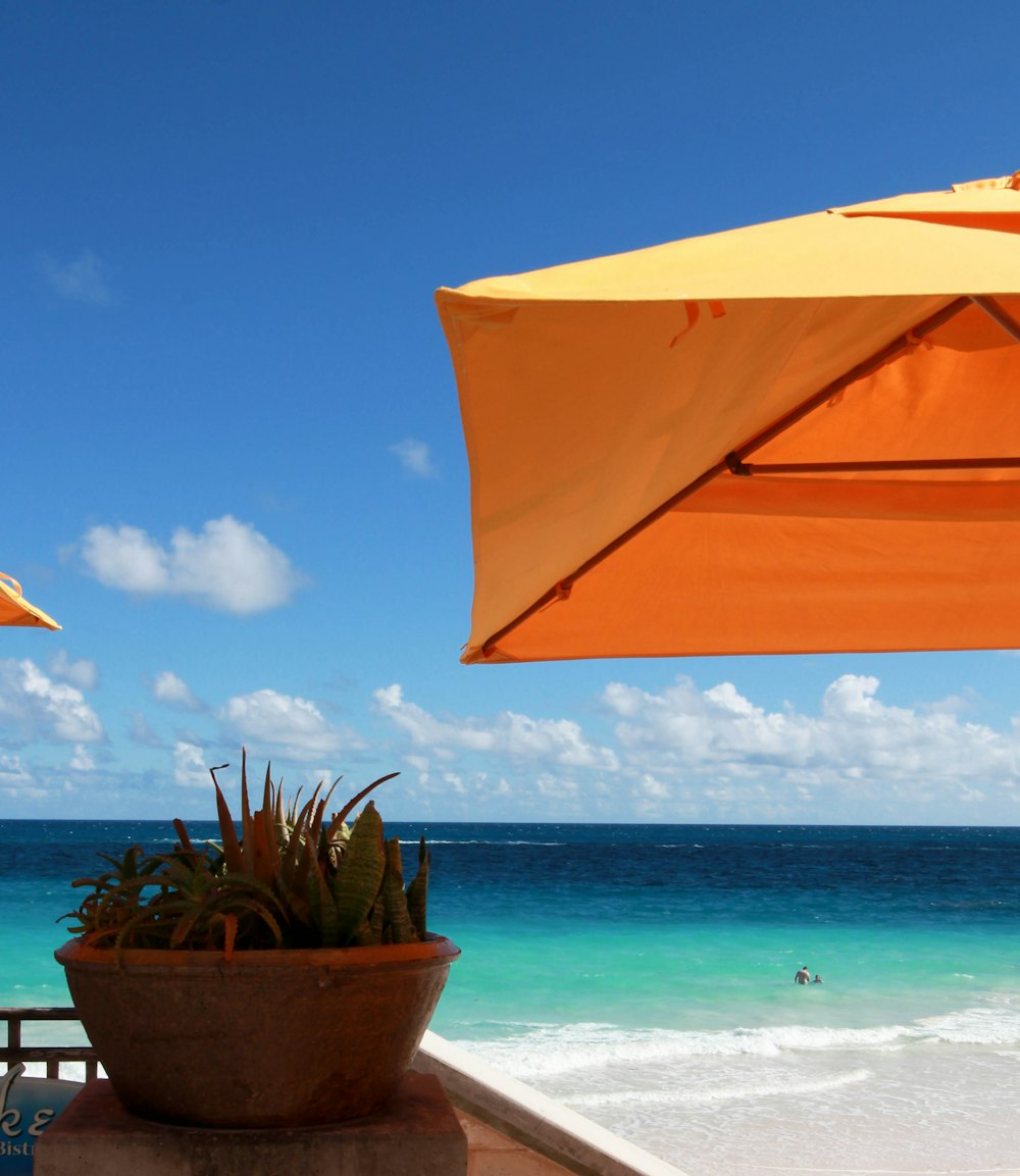 a potted plant sitting on top of a table next to the ocean