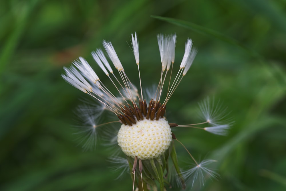 a close up of a dandelion with lots of white flowers