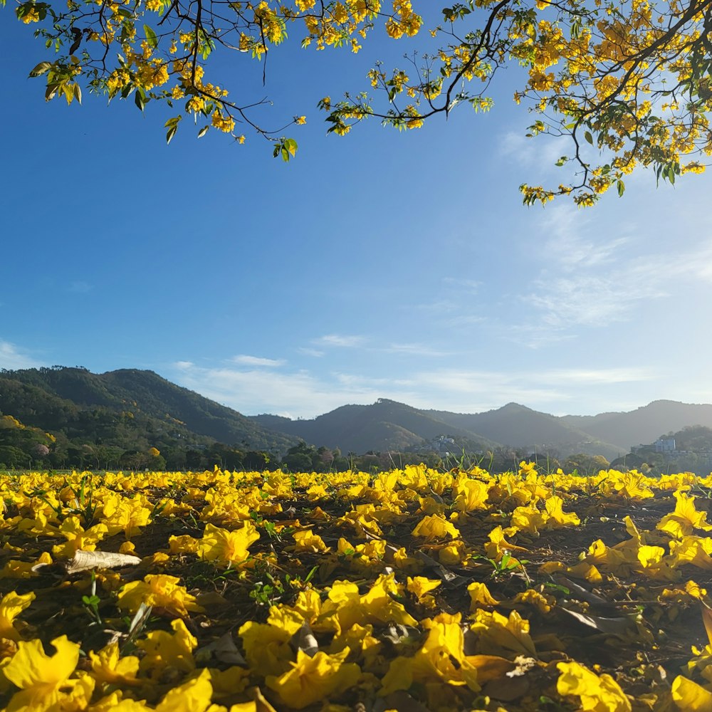 a field of yellow flowers with mountains in the background