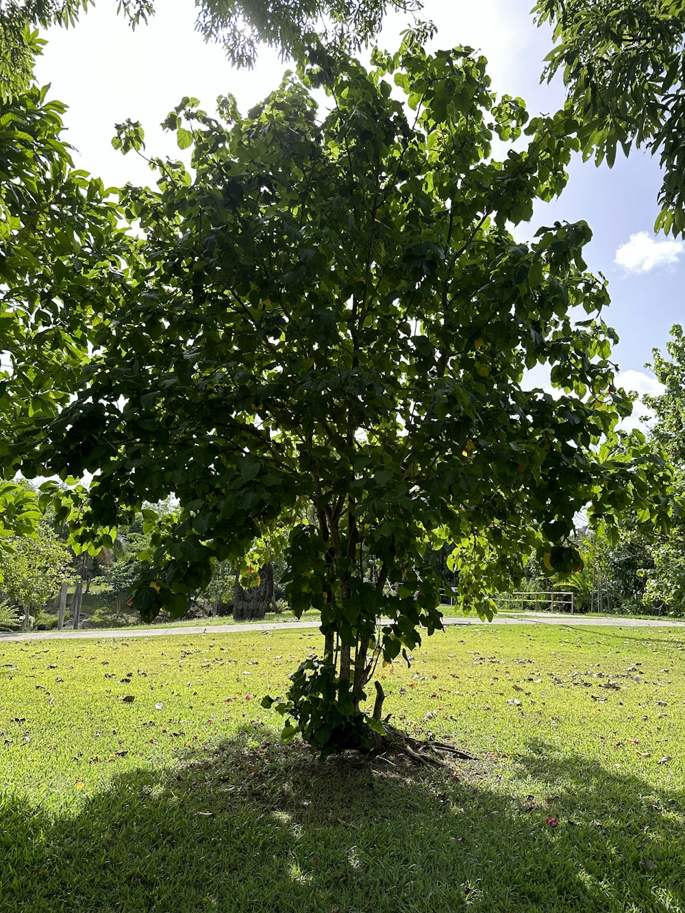 a tree in the middle of a grassy field