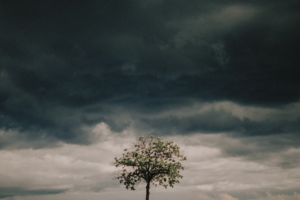 a lone tree in a field under a cloudy sky