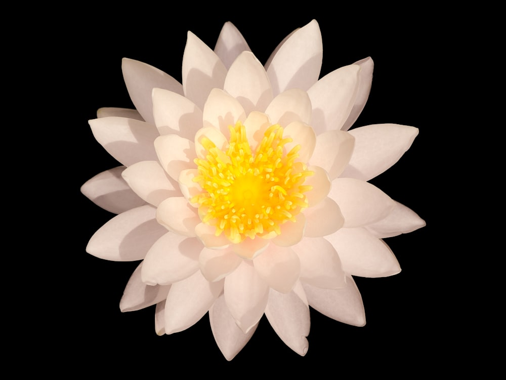 a white and yellow flower on a black background