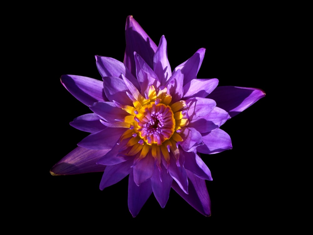 a purple flower with a yellow center on a black background