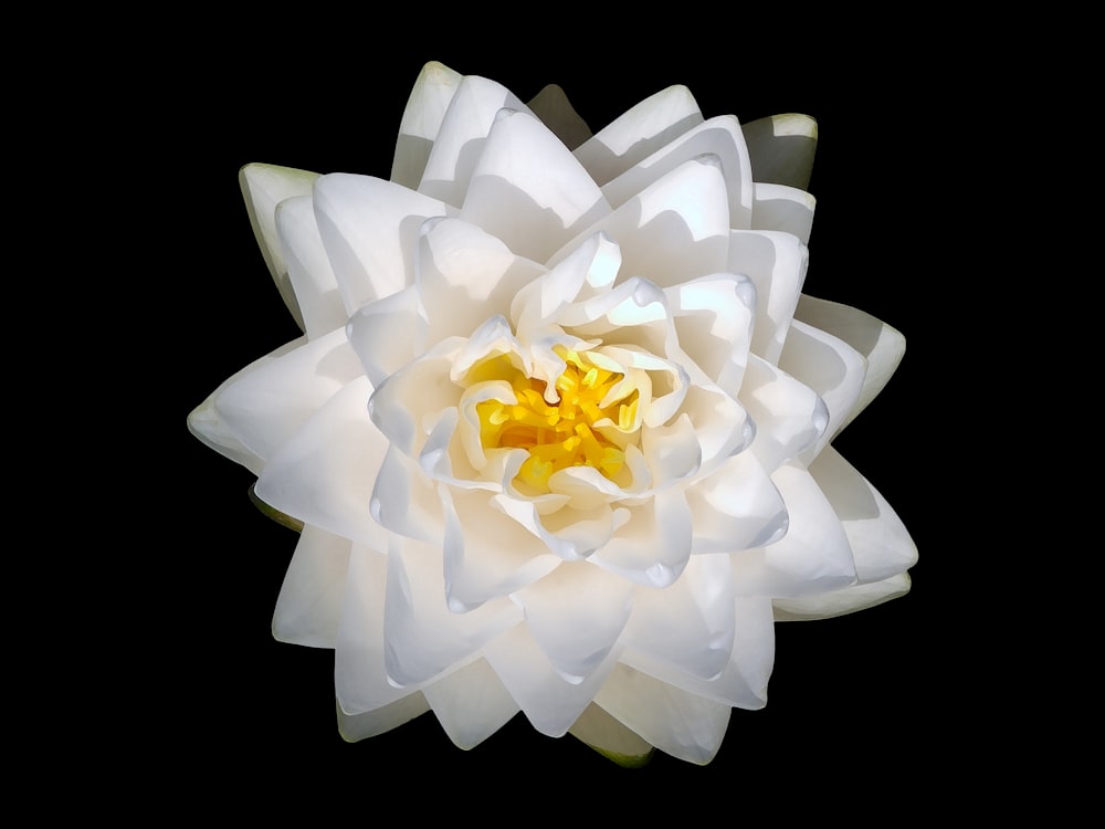 una flor blanca con un centro amarillo sobre un fondo negro