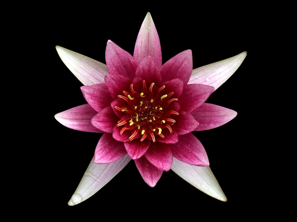 a pink and white flower on a black background