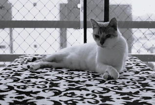 a cat laying on a bed in front of a fence