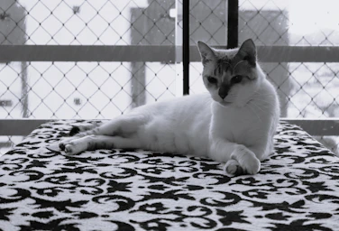 a cat laying on a bed in front of a fence