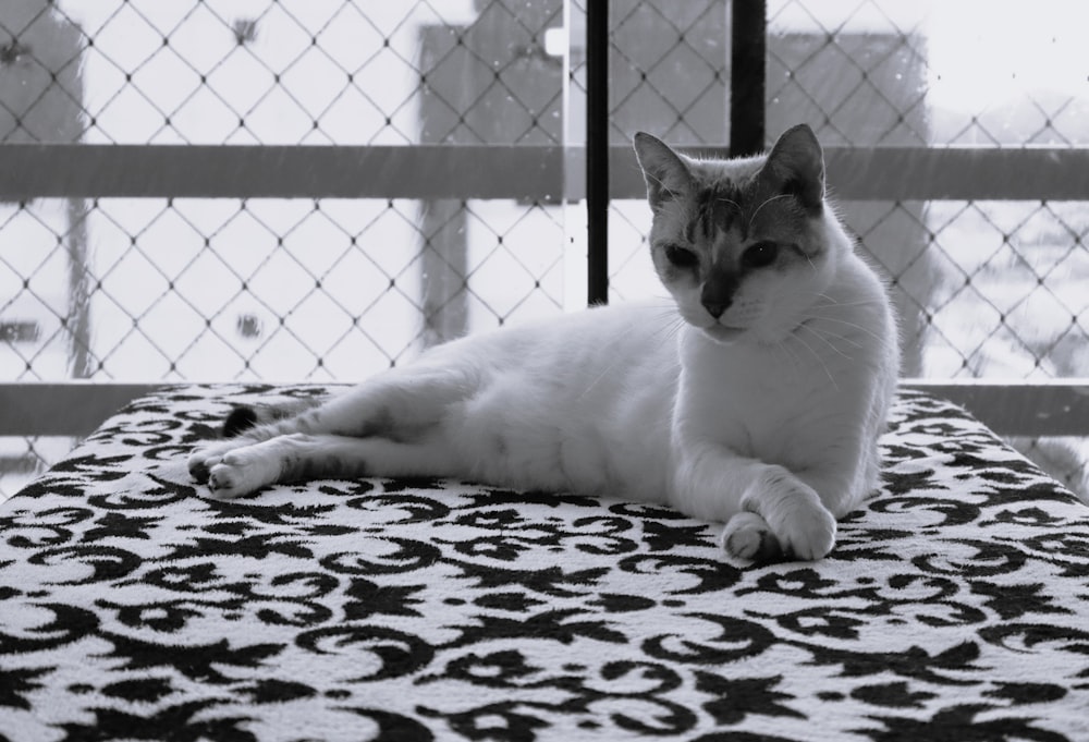 a cat laying on a bed in front of a fence