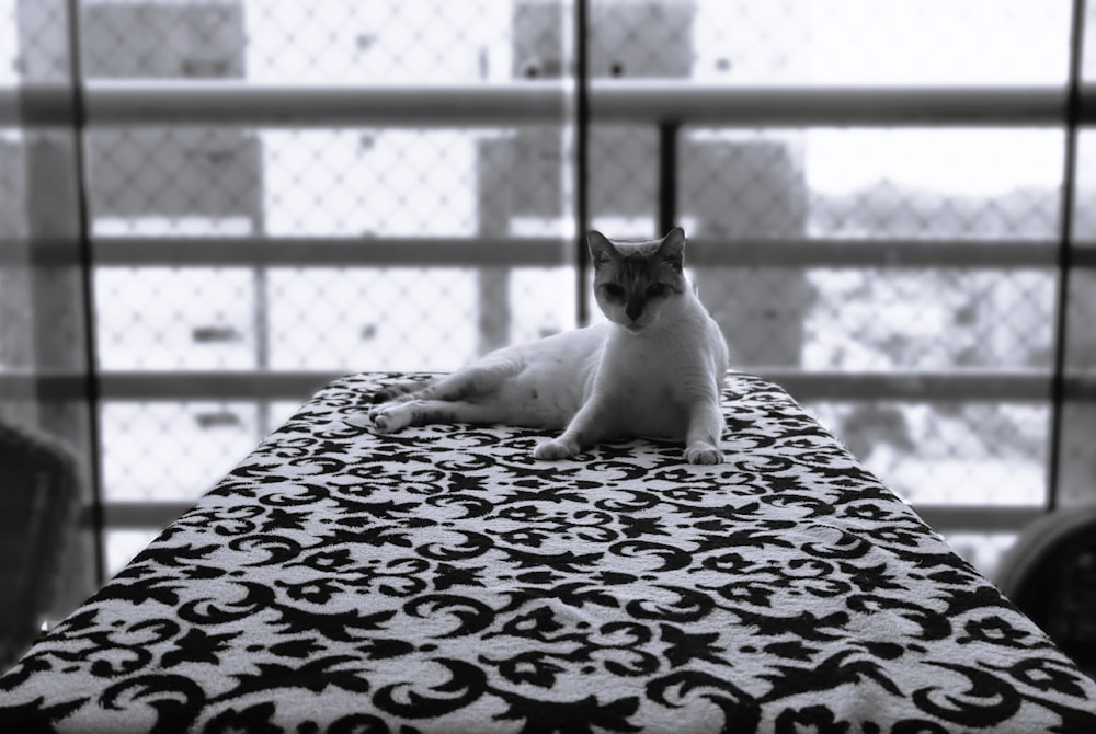 a black and white cat sitting on top of a bed