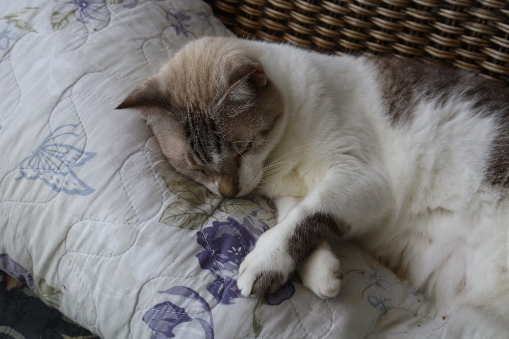 un chat dort sur une couette sur un lit
